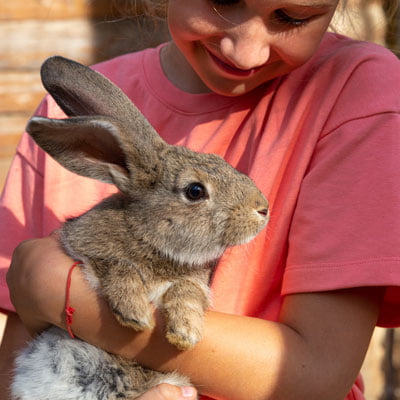 rabbit cuddle farm rabbit cuddle farm