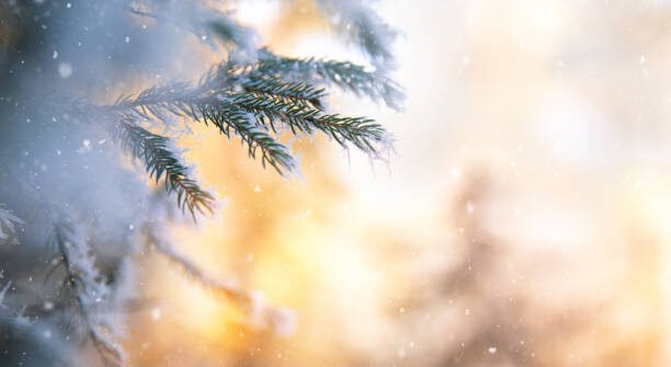 Magical Winter Nights